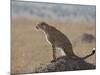 Cheetah Sitting on an Old Termite Mound, Masai Mara National Reserve-James Hager-Mounted Photographic Print