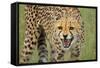 Cheetah Snarl-E.H.B.-Framed Stretched Canvas
