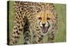 Cheetah Snarl-E.H.B.-Stretched Canvas