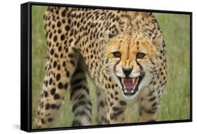 Cheetah Snarl-E.H.B.-Framed Stretched Canvas