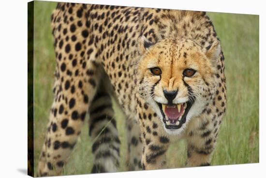 Cheetah Snarl-E.H.B.-Stretched Canvas