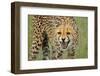 Cheetah Snarl-E.H.B.-Framed Photographic Print