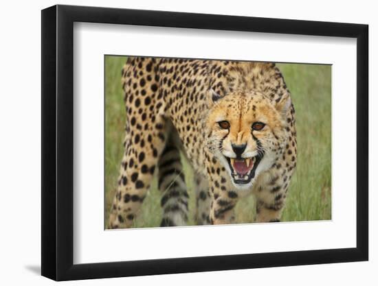 Cheetah Snarl-E.H.B.-Framed Photographic Print