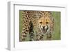 Cheetah Snarl-E.H.B.-Framed Photographic Print