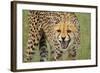 Cheetah Snarl-E.H.B.-Framed Photographic Print