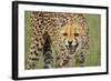 Cheetah Snarl-E.H.B.-Framed Photographic Print