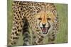 Cheetah Snarl-E.H.B.-Mounted Photographic Print