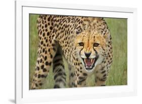 Cheetah Snarl-E.H.B.-Framed Photographic Print