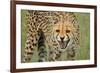 Cheetah Snarl-E.H.B.-Framed Photographic Print