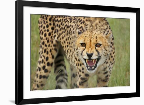 Cheetah Snarl-E.H.B.-Framed Photographic Print