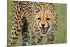 Cheetah Snarl-E.H.B.-Mounted Photographic Print
