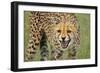 Cheetah Snarl-E.H.B.-Framed Photographic Print