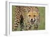 Cheetah Snarl-E.H.B.-Framed Photographic Print