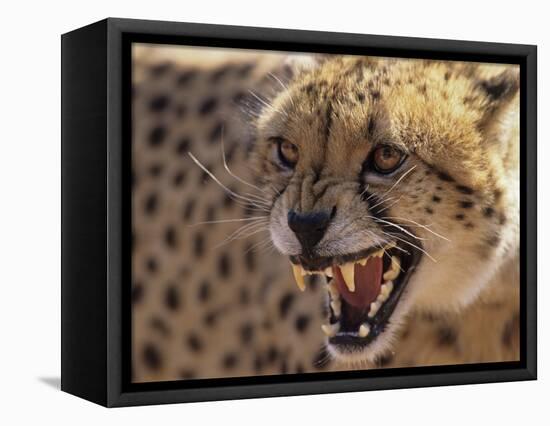 Cheetah Snarling (Acinonyx Jubatus) Dewildt Cheetah Research Centre, South Africa-Tony Heald-Framed Stretched Canvas