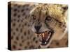 Cheetah Snarling (Acinonyx Jubatus) Dewildt Cheetah Research Centre, South Africa-Tony Heald-Stretched Canvas