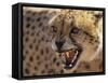 Cheetah Snarling (Acinonyx Jubatus) Dewildt Cheetah Research Centre, South Africa-Tony Heald-Framed Stretched Canvas
