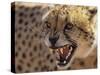 Cheetah Snarling (Acinonyx Jubatus) Dewildt Cheetah Research Centre, South Africa-Tony Heald-Stretched Canvas