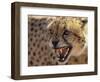 Cheetah Snarling (Acinonyx Jubatus) Dewildt Cheetah Research Centre, South Africa-Tony Heald-Framed Premium Photographic Print