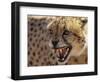 Cheetah Snarling (Acinonyx Jubatus) Dewildt Cheetah Research Centre, South Africa-Tony Heald-Framed Premium Photographic Print