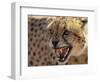 Cheetah Snarling (Acinonyx Jubatus) Dewildt Cheetah Research Centre, South Africa-Tony Heald-Framed Premium Photographic Print