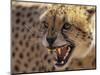 Cheetah Snarling (Acinonyx Jubatus) Dewildt Cheetah Research Centre, South Africa-Tony Heald-Mounted Premium Photographic Print