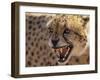 Cheetah Snarling (Acinonyx Jubatus) Dewildt Cheetah Research Centre, South Africa-Tony Heald-Framed Photographic Print