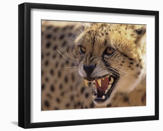 Cheetah Snarling (Acinonyx Jubatus) Dewildt Cheetah Research Centre, South Africa-Tony Heald-Framed Photographic Print