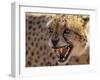 Cheetah Snarling (Acinonyx Jubatus) Dewildt Cheetah Research Centre, South Africa-Tony Heald-Framed Photographic Print