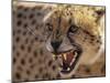 Cheetah Snarling (Acinonyx Jubatus) Dewildt Cheetah Research Centre, South Africa-Tony Heald-Mounted Photographic Print