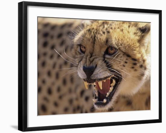 Cheetah Snarling (Acinonyx Jubatus) Dewildt Cheetah Research Centre, South Africa-Tony Heald-Framed Photographic Print