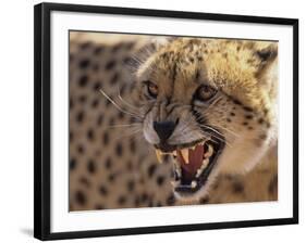 Cheetah Snarling (Acinonyx Jubatus) Dewildt Cheetah Research Centre, South Africa-Tony Heald-Framed Photographic Print