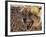 Cheetah Snarling (Acinonyx Jubatus) Dewildt Cheetah Research Centre, South Africa-Tony Heald-Framed Photographic Print