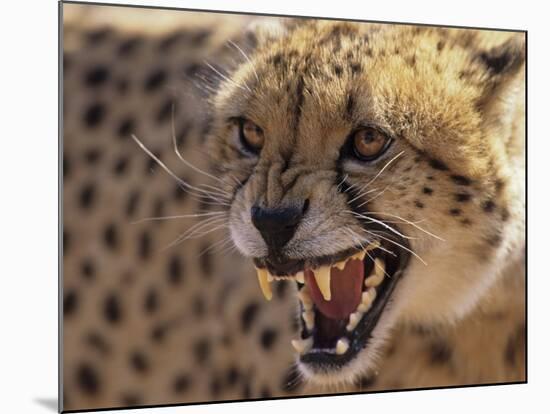 Cheetah Snarling (Acinonyx Jubatus) Dewildt Cheetah Research Centre, South Africa-Tony Heald-Mounted Photographic Print