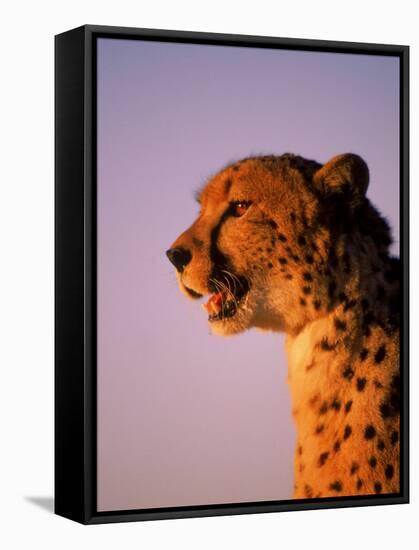 Cheetah, South Africa-Stuart Westmorland-Framed Stretched Canvas