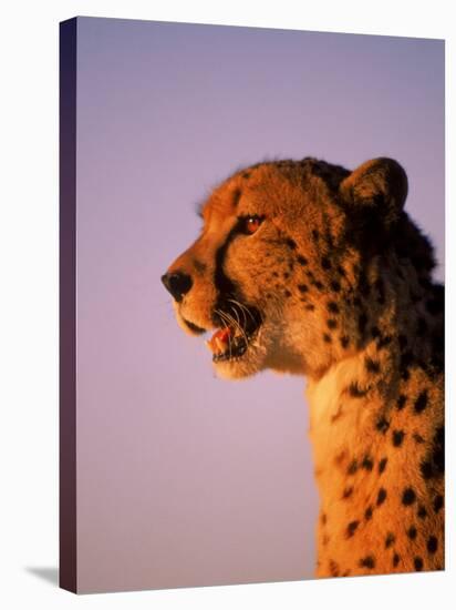 Cheetah, South Africa-Stuart Westmorland-Stretched Canvas