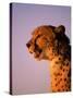 Cheetah, South Africa-Stuart Westmorland-Stretched Canvas
