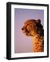 Cheetah, South Africa-Stuart Westmorland-Framed Photographic Print