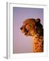 Cheetah, South Africa-Stuart Westmorland-Framed Photographic Print