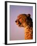 Cheetah, South Africa-Stuart Westmorland-Framed Photographic Print