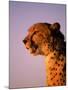 Cheetah, South Africa-Stuart Westmorland-Mounted Photographic Print