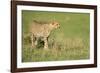 Cheetah stalking, Masai Mara, Kenya, East Africa, Africa-Karen Deakin-Framed Photographic Print