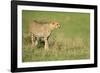 Cheetah stalking, Masai Mara, Kenya, East Africa, Africa-Karen Deakin-Framed Photographic Print