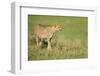 Cheetah stalking, Masai Mara, Kenya, East Africa, Africa-Karen Deakin-Framed Photographic Print