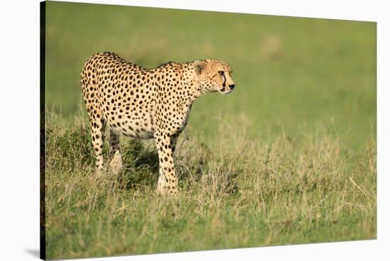 Cheetah stalking, Masai Mara, Kenya, East Africa, Africa-Karen Deakin-Stretched Canvas