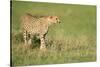 Cheetah stalking, Masai Mara, Kenya, East Africa, Africa-Karen Deakin-Stretched Canvas