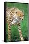 Cheetah Stalking on the Serengeti-John Alves-Framed Stretched Canvas