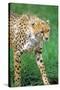 Cheetah Stalking on the Serengeti-John Alves-Stretched Canvas