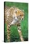 Cheetah Stalking on the Serengeti-John Alves-Stretched Canvas
