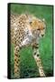 Cheetah Stalking on the Serengeti-John Alves-Framed Stretched Canvas