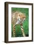 Cheetah Stalking on the Serengeti-John Alves-Framed Photographic Print